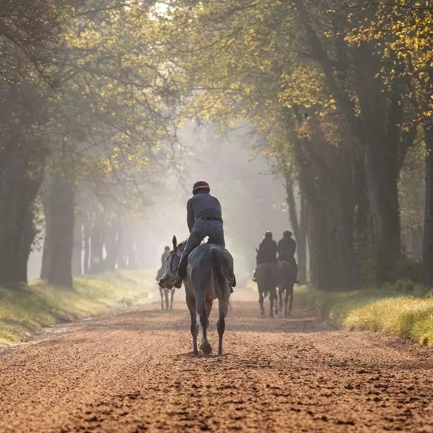 journée hippique en centre d'entraînement