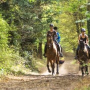 Galop en foret