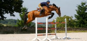 Saut cheval credit-photo-franck-papelard