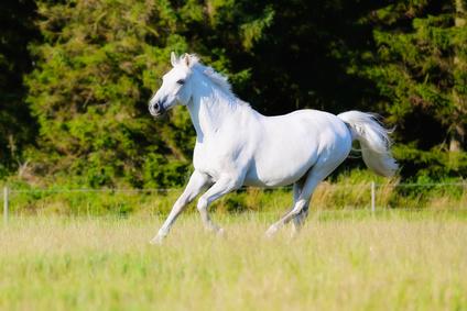 mise-au-pre-cheval