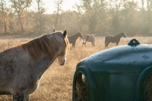 chevaux-mas-de-peyrelongue