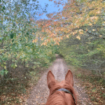 automne à cheval