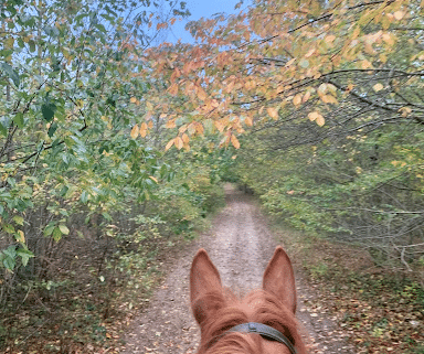 automne à cheval