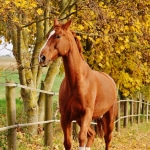 automne à cheval