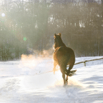 cheval en hiver