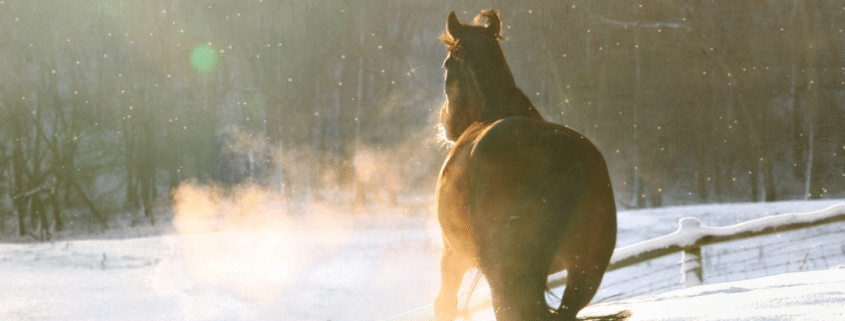 cheval en hiver