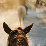 balade à cheval entre amis