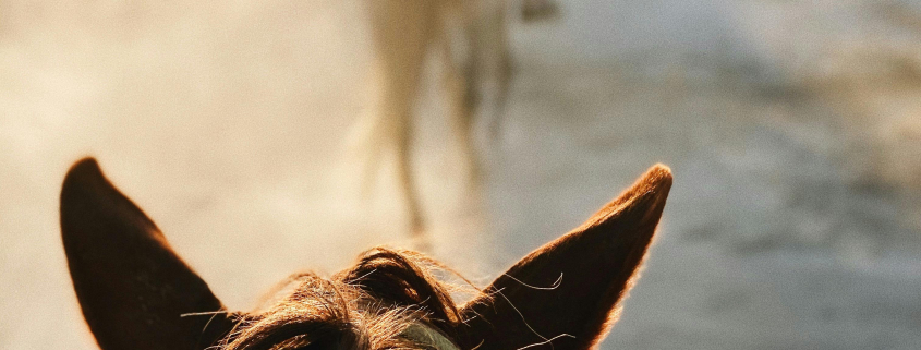 balade à cheval entre amis