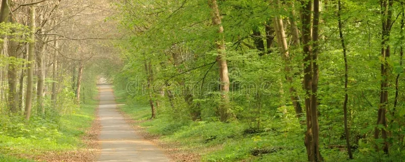 Balade à cheval en forêt de Saint-Germain : une échappée nature à deux pas de Paris